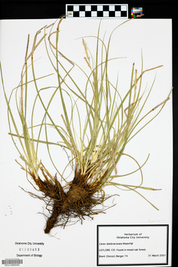 Carex latebracteata image