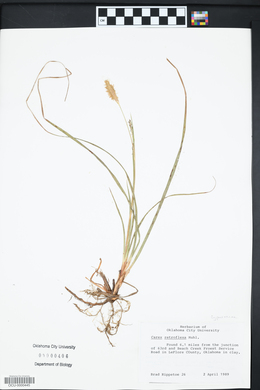 Carex retroflexa image