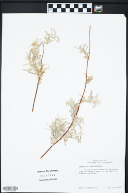 Elaeagnus angustifolia image