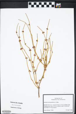 Ephedra antisyphilitica image