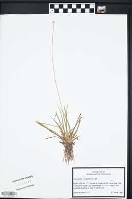 Eriocaulon compressum image