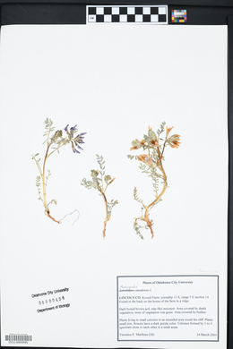 Astragalus canadensis image