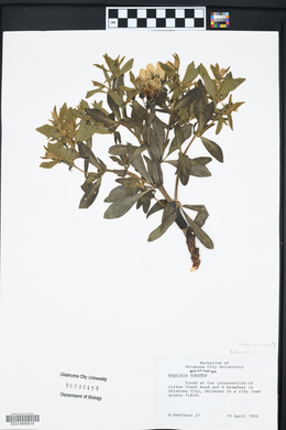 Baptisia sphaerocarpa image