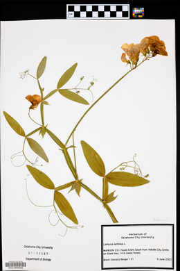 Lathyrus latifolius image