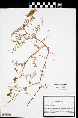 Lathyrus venosus image