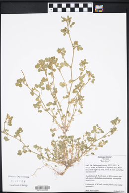 Medicago minima image
