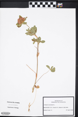 Trifolium incarnatum image