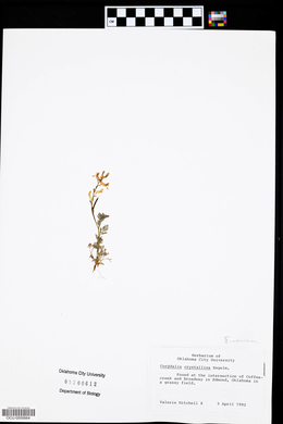 Corydalis crystallina image