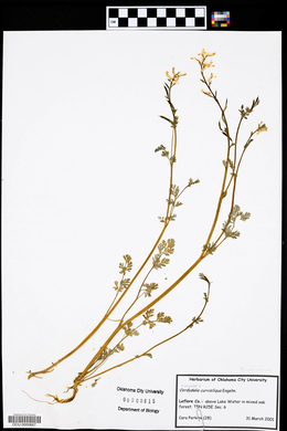 Corydalis curvisiliqua image