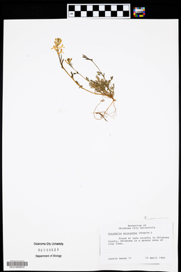 Corydalis micrantha image