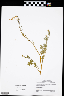Corydalis micrantha image