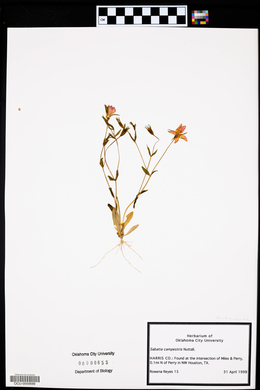 Sabatia campestris image