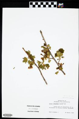 Ribes aureum image