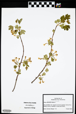 Ribes aureum var. villosum image