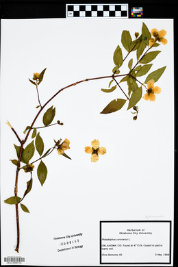 Philadelphus coronarius image