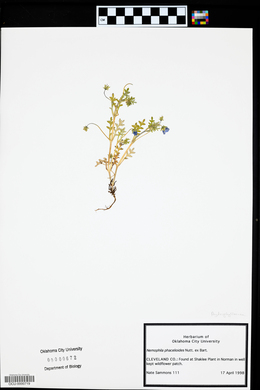 Nemophila phacelioides image