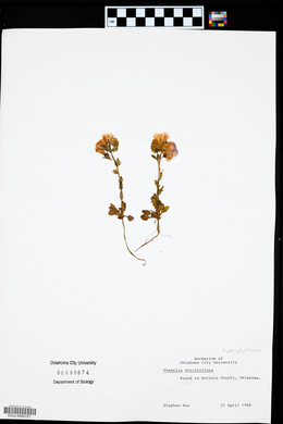 Phacelia strictiflora image