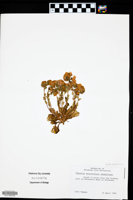 Phacelia strictiflora image