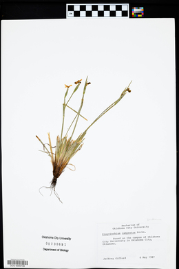 Sisyrinchium campestre image