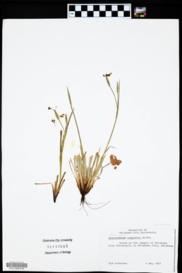 Sisyrinchium campestre image