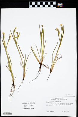 Sisyrinchium campestre image