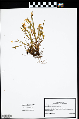 Sisyrinchium campestre image