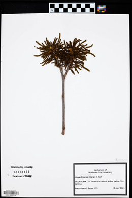 Carya illinoinensis image