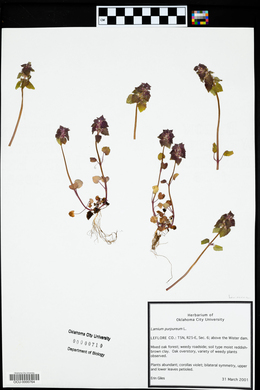 Lamium purpureum image