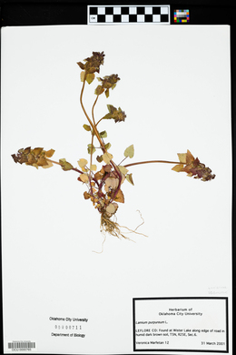 Lamium purpureum image