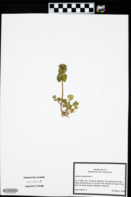 Lamium purpureum image