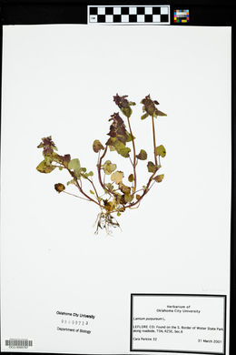 Lamium purpureum image