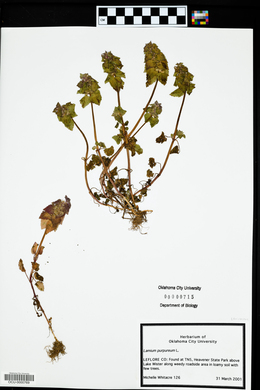 Lamium purpureum image