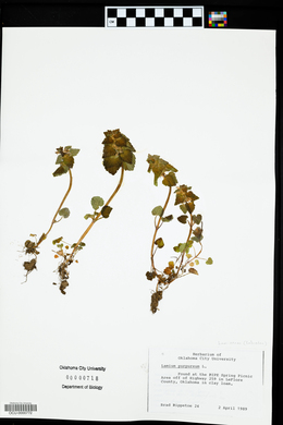 Lamium purpureum image