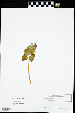 Lamium purpureum image