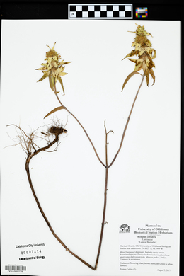 Monarda citriodora image