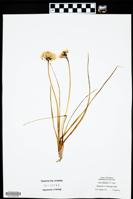 Allium perdulce image