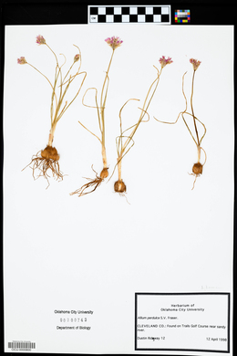 Allium perdulce image