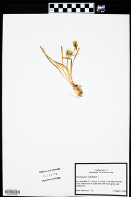 Ornithogalum umbellatum image