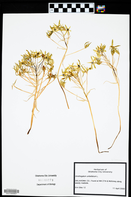 Ornithogalum umbellatum image