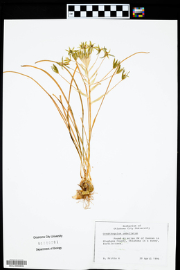 Ornithogalum umbellatum image