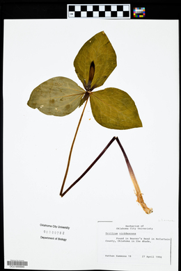 Trillium viridescens image