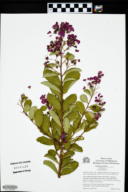 Lagerstroemia indica image