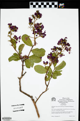 Lagerstroemia indica image