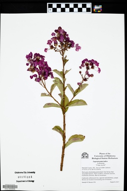 Lagerstroemia indica image