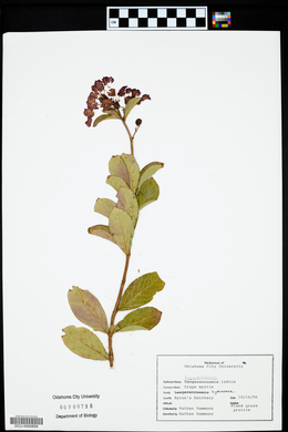 Lagerstroemia indica image