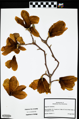 Magnolia tripetala image