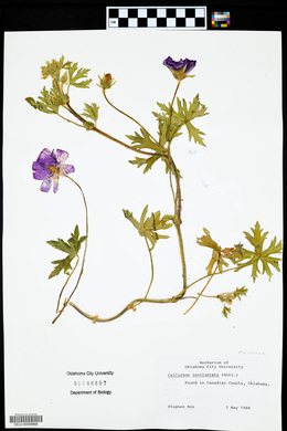 Callirhoe involucrata image