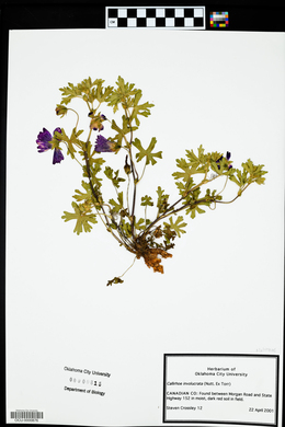 Callirhoe involucrata image