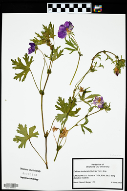 Callirhoe involucrata image