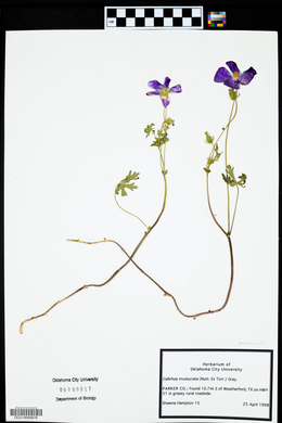 Callirhoe involucrata image